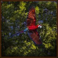 Red & Green Macaw